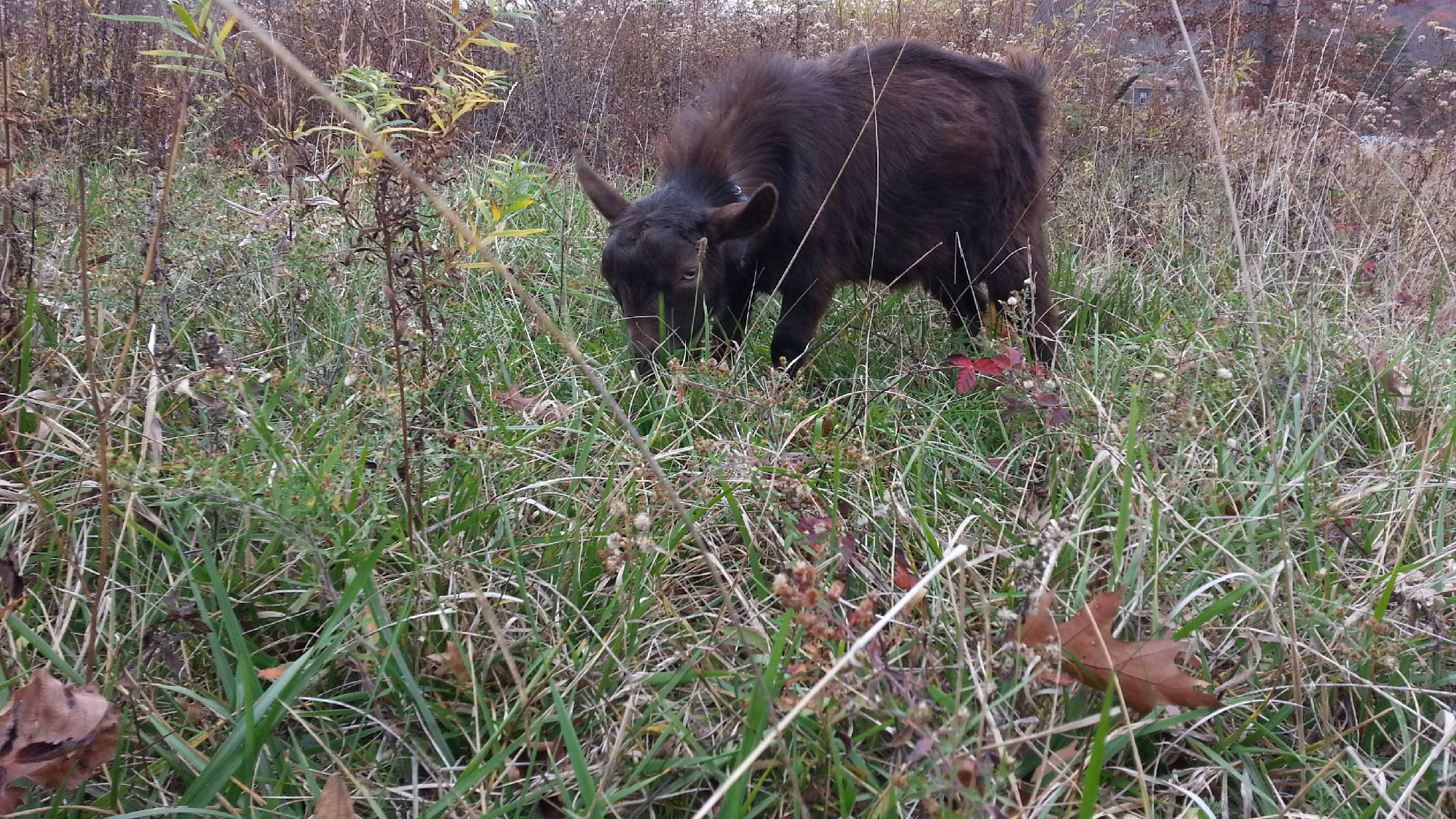 Goats Eat Weeds