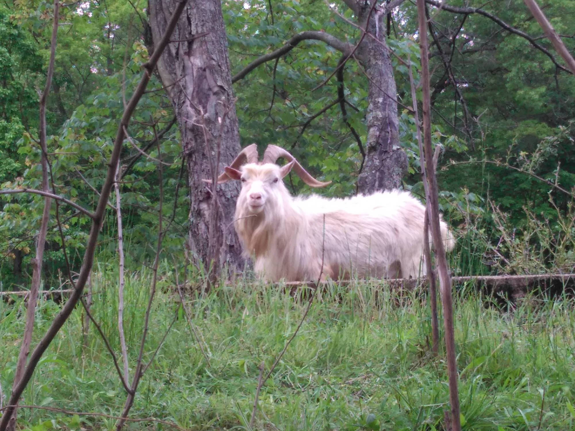 Tough Goat