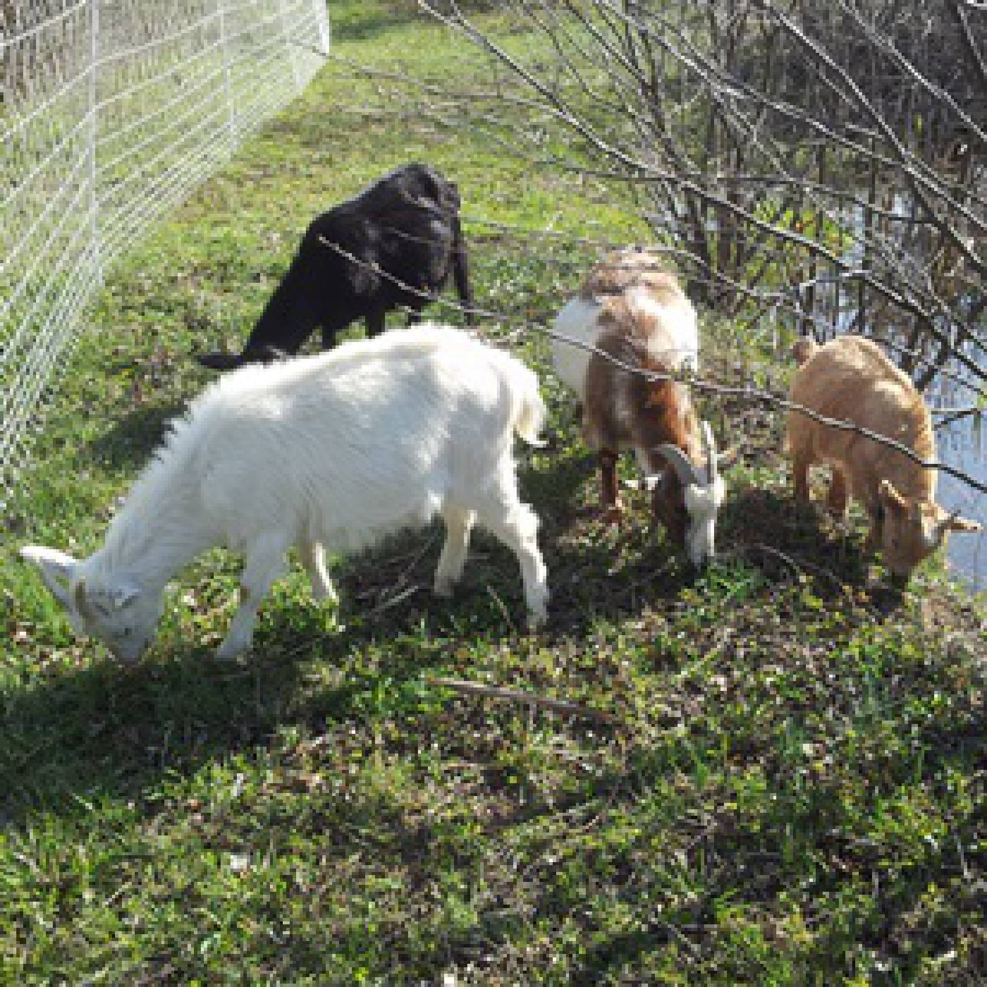 Grazing Goats