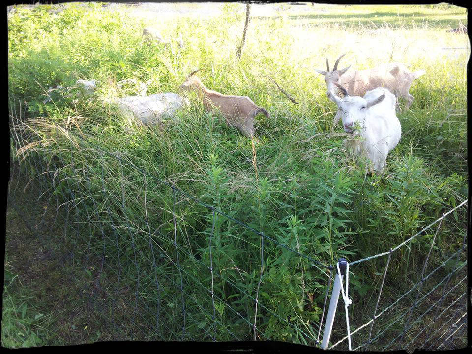 Goats and high vegetation