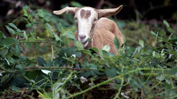 Goat