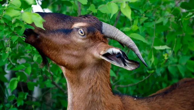 Goat Munching