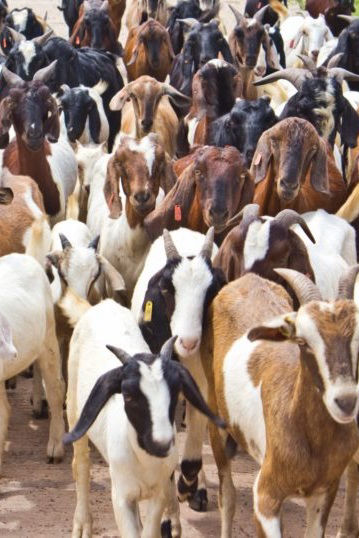 Bring The Goats!